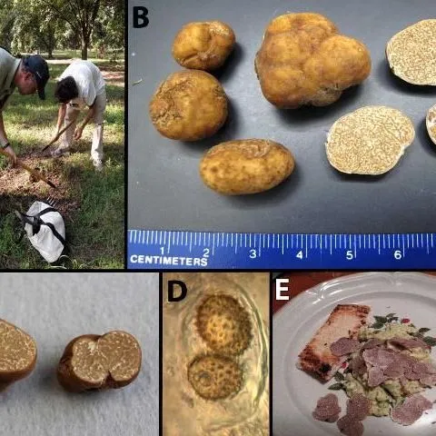 thumbnail for publication: The Pecan Truffle (Tuber lyonii): A Gourmet Truffle Native to the Southeastern US
